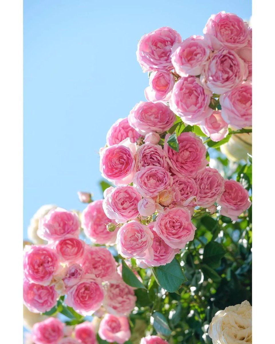 Csyi88's tweet photo. Blue sky, white clouds ➕ beautiful flowers, another day of healing!
-
-
#vscocam #vsco #instagood #photooftheday #photography #follow #instagram #ig #love #nature
#photo #picoftheday #instadaily #likeforlikes #likes #travel #vscofilter #vscogood #igers #instalike
#likeforfollow https://t.co/RkthDWOqXu