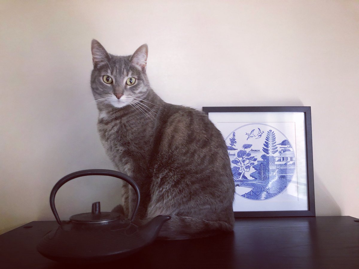 BarbySaaby's tweet photo. Happy #InternationalCatDay 
🐈‍⬛❤️ https://t.co/LczBhDQmFN