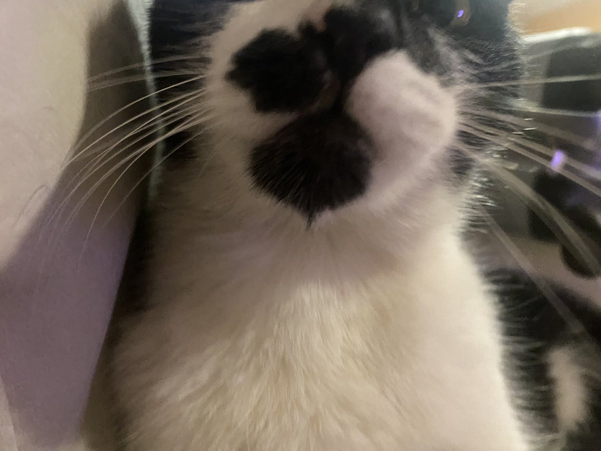 ManfioCande's tweet photo. feliz día, te extraño manchitas🐾❤️‍🩹 https://t.co/E4fFGP0JoS