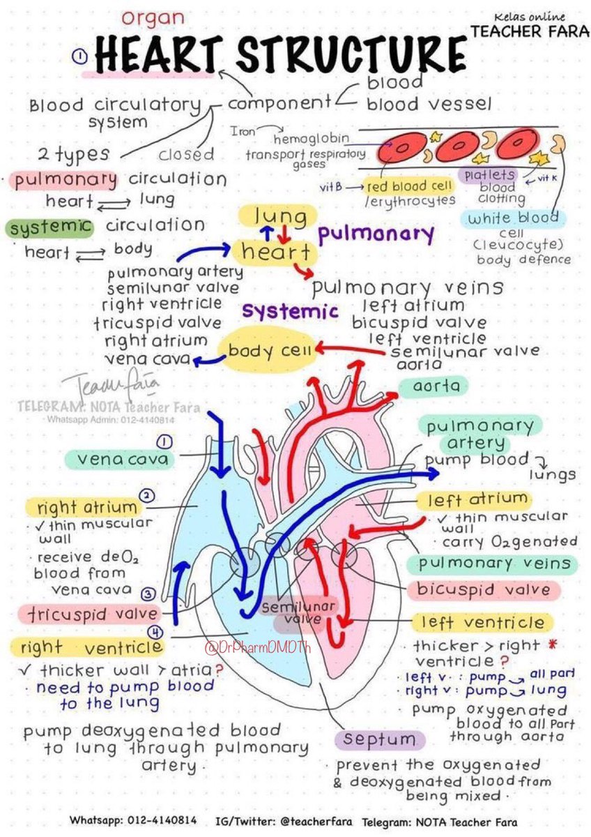 DrPharmDMDTh's tweet image. 🫀HEART STRUCTURE.       #MedTwitter #MedStudentTwitter #MedEd #medicine #MedicalStudents