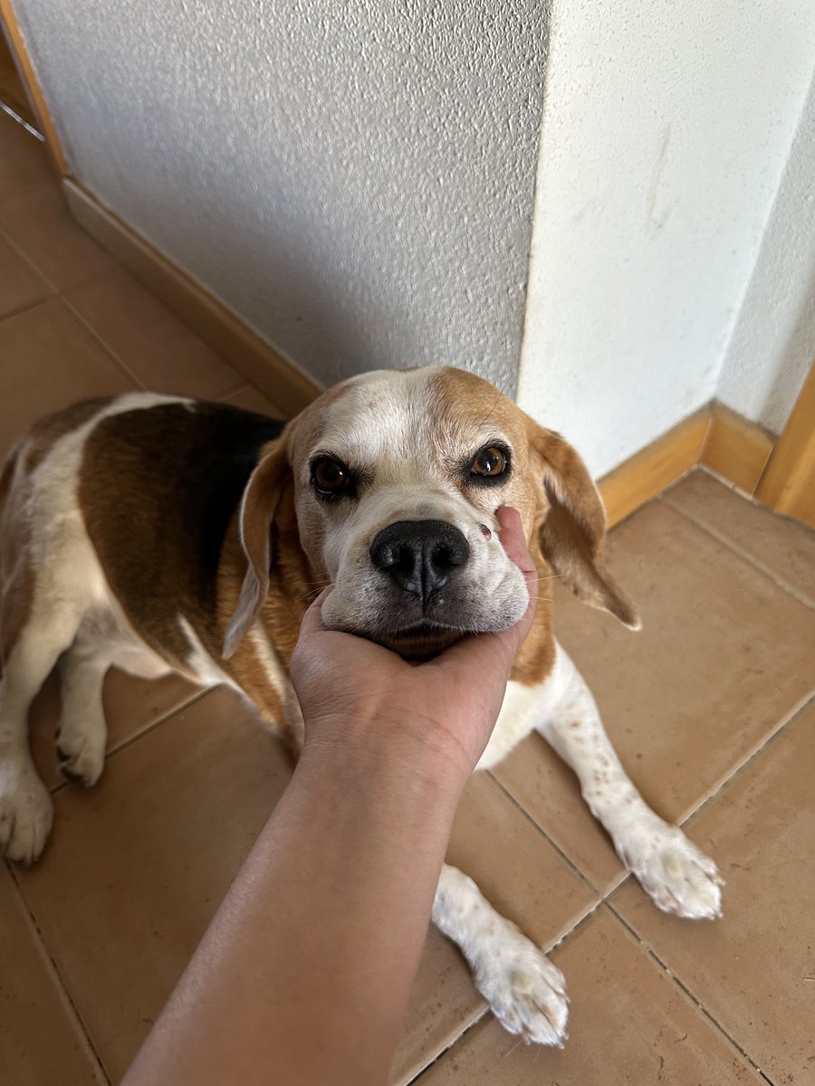 top peores sensaciones del mundo: ver envejecer a tu perro💔
