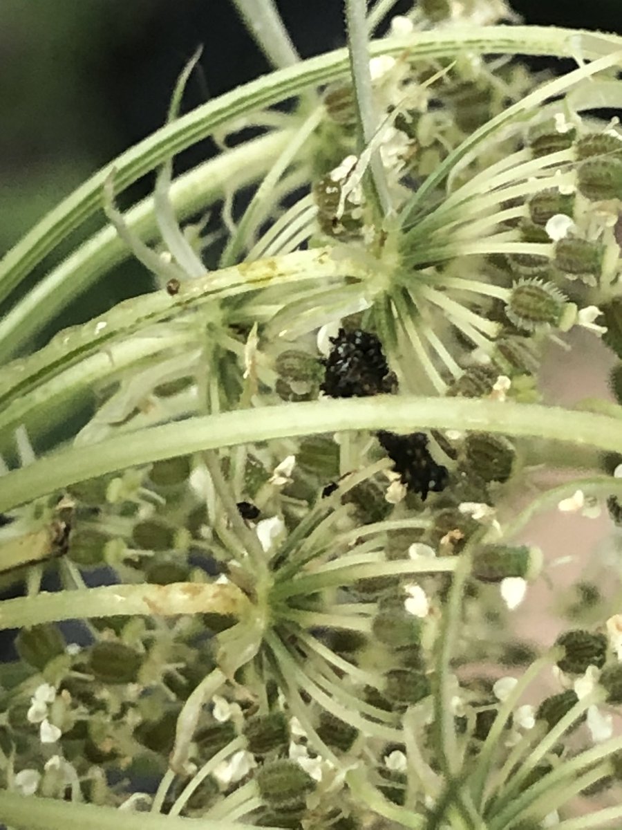 Exciting news from the Butterfly Diversity Restoration Program! There have FINALLY been some Swallowtail caterpillars confirmed in Amapsa- 8 were found in various growth stages! Program officials will be keeping close eyes on their growth.