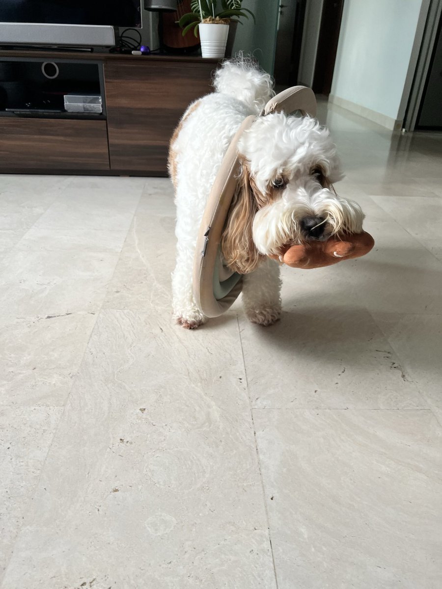 patetamparo's tweet photo. @buitengebieden This is Charlie! 🐶😍 https://t.co/Ur82FAvFkR