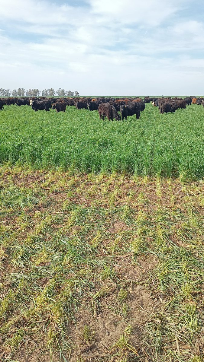 Eric Scherger tweet media