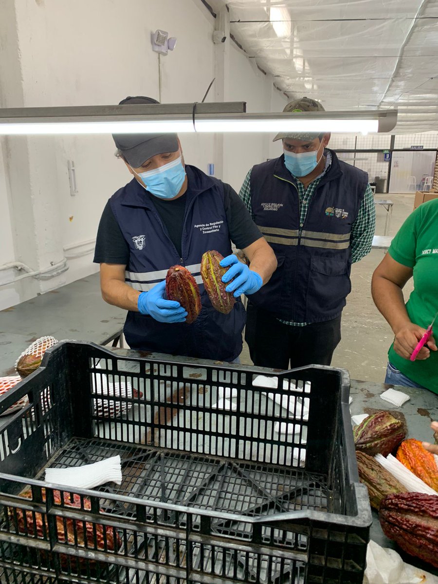 AgrocalidadZ5's tweet photo. #LosRíos | Realizamos inspección fitosanitaria de cacao, con destino a Estados Unidos 🇺🇸 con el objetivo de garantizar productos de calidad y su condición fitosanitaria para su exportación, cantón Quevedo. #ExportamosCalidad https://t.co/Pg6ceRIgpo