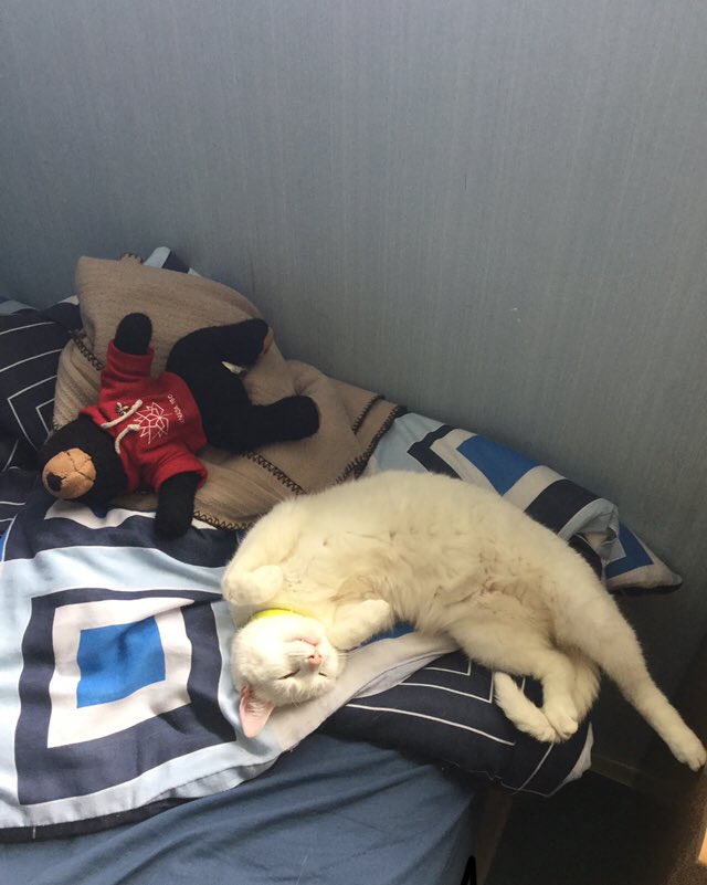 BestAlertBert's tweet photo. @AldiUK Can’t forget Little One either... https://t.co/6LBD3krdk0
