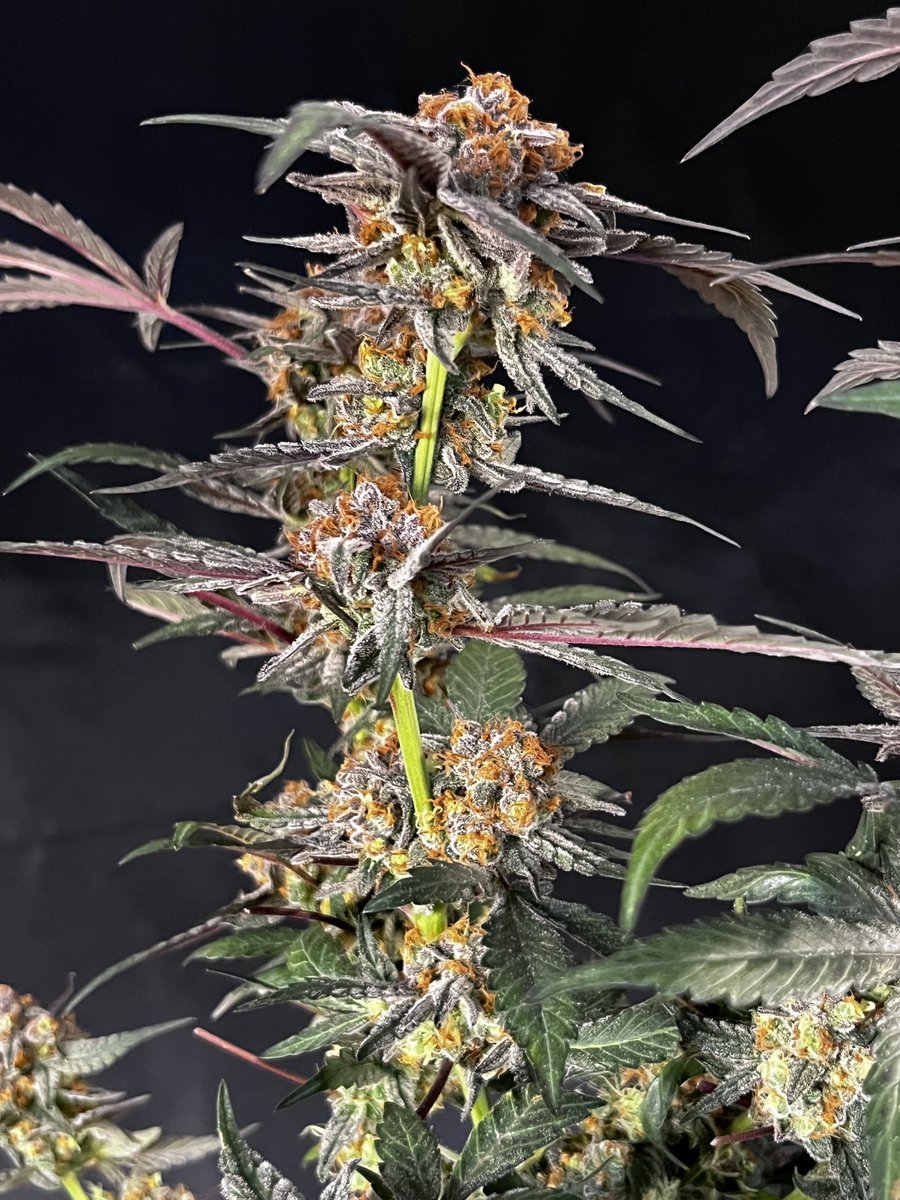 CG_Grow's tweet photo. (Wedding Pie x Skunkdawg) x Black licorice. Final days before chop https://t.co/KG7pKiqm6c