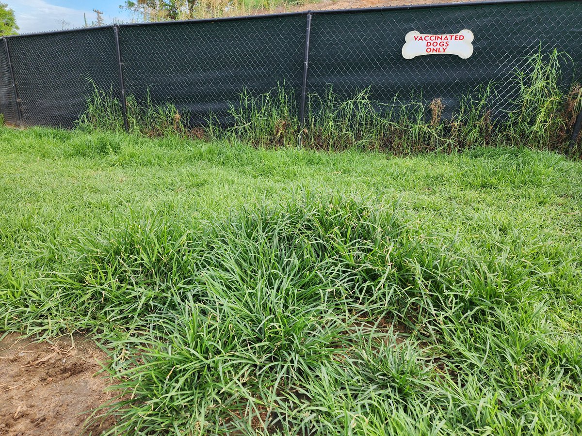 NoleGirlHeather's tweet photo. This is Capeheart small dog park. The grass has not been cut in weeks, what is going on @sandiegoparks ? https://t.co/qQkLVrvP5d