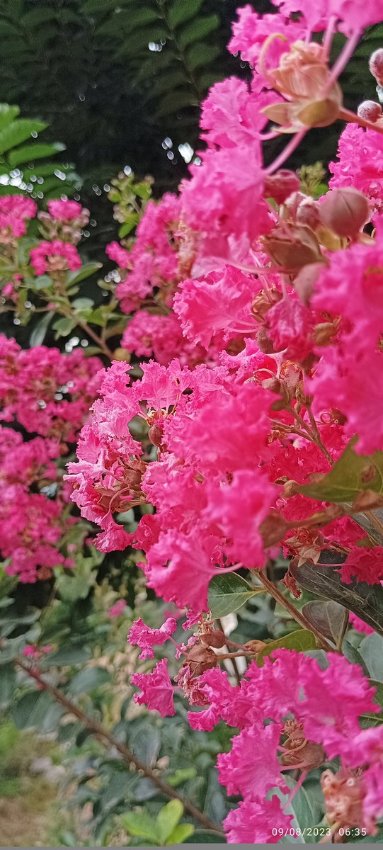rameshpathania's tweet photo. Pink Furush, you will find them this August, smiling quietly, they are actually blushing in love. #Furush #plants #ornamental #Pink #nature https://t.co/MFHLNXUqWJ