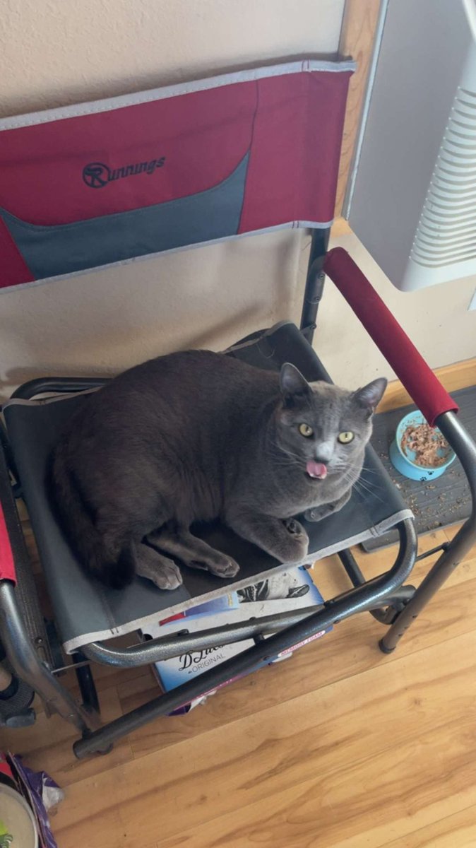 nobodyreal101's tweet photo. Happy #InternationalCatDay https://t.co/GZbggogg3u