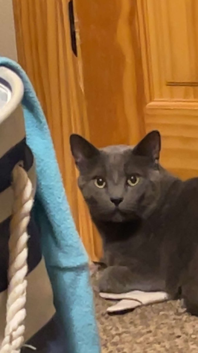 nobodyreal101's tweet photo. Happy #InternationalCatDay https://t.co/GZbggogg3u