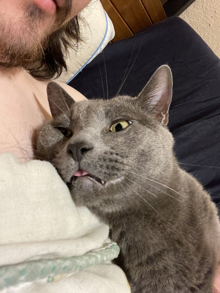 nobodyreal101's tweet photo. Happy #InternationalCatDay https://t.co/GZbggogg3u