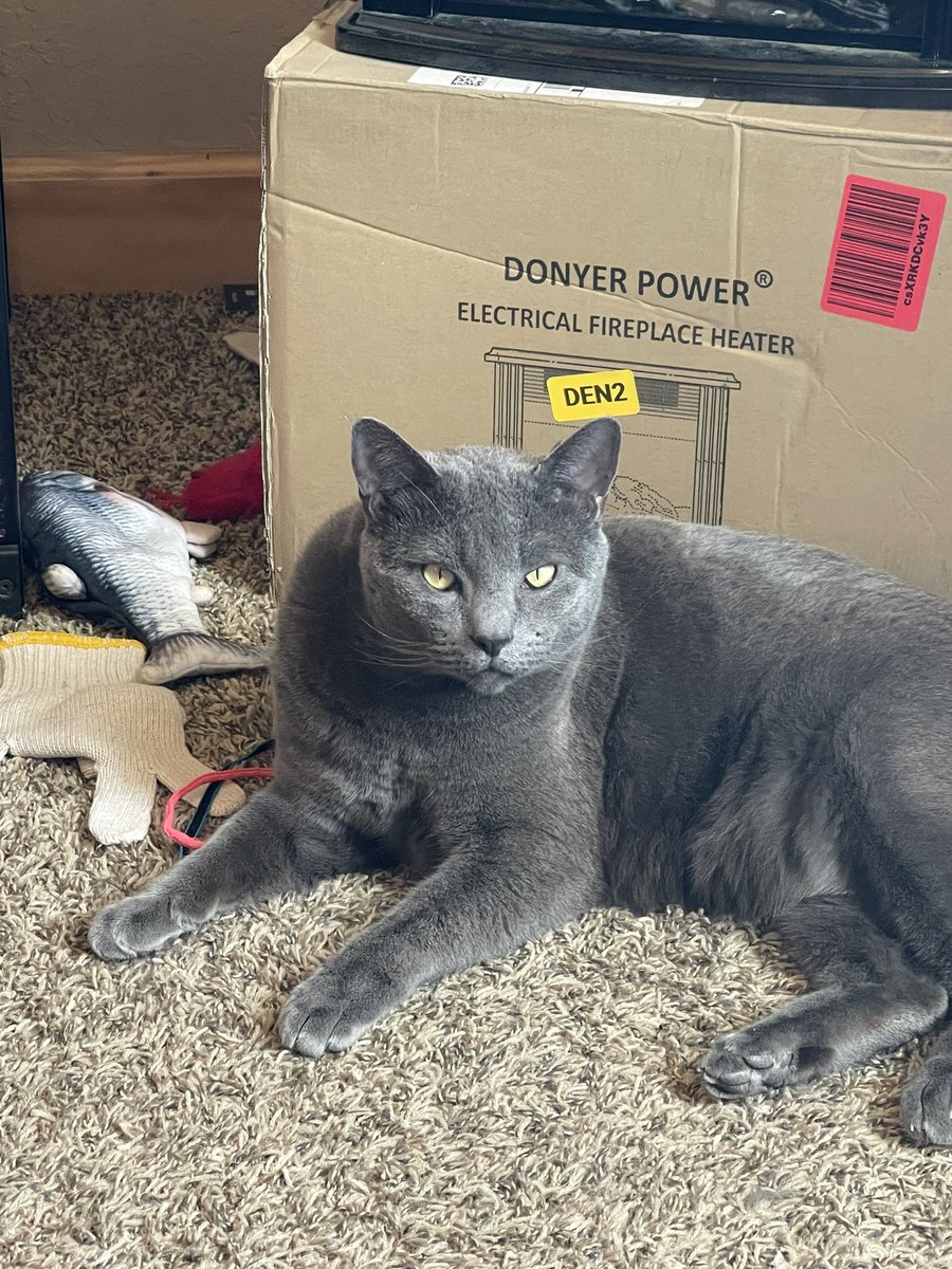nobodyreal101's tweet photo. Happy #InternationalCatDay https://t.co/GZbggogg3u