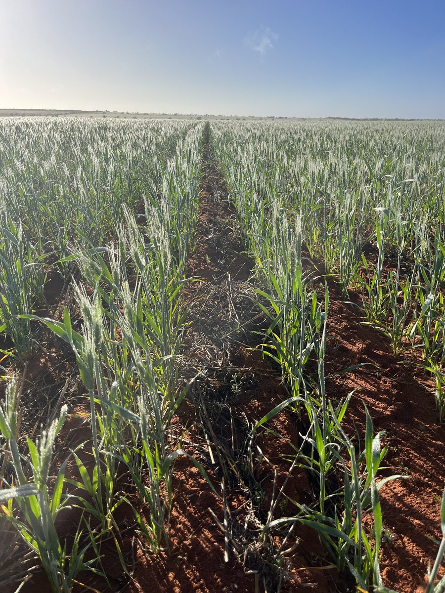 eyres_N's tweet photo. LRZ legumes @GGA with #YFIG. Brown manure vetch vs grain legume. 

Conserving moisture for value added consumption, when is the best place in the system to get value out of rainfall? https://t.co/bEhKcEYhKa
