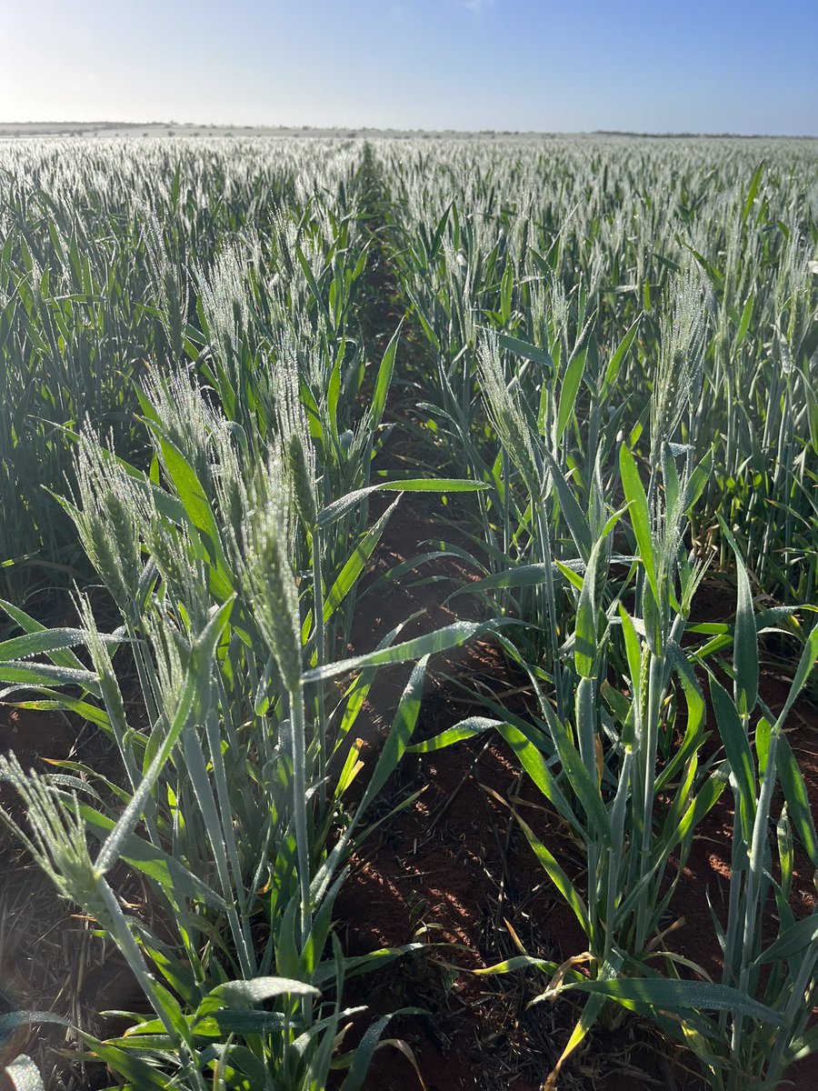 eyres_N's tweet photo. LRZ legumes @GGA with #YFIG. Brown manure vetch vs grain legume. 

Conserving moisture for value added consumption, when is the best place in the system to get value out of rainfall? https://t.co/bEhKcEYhKa