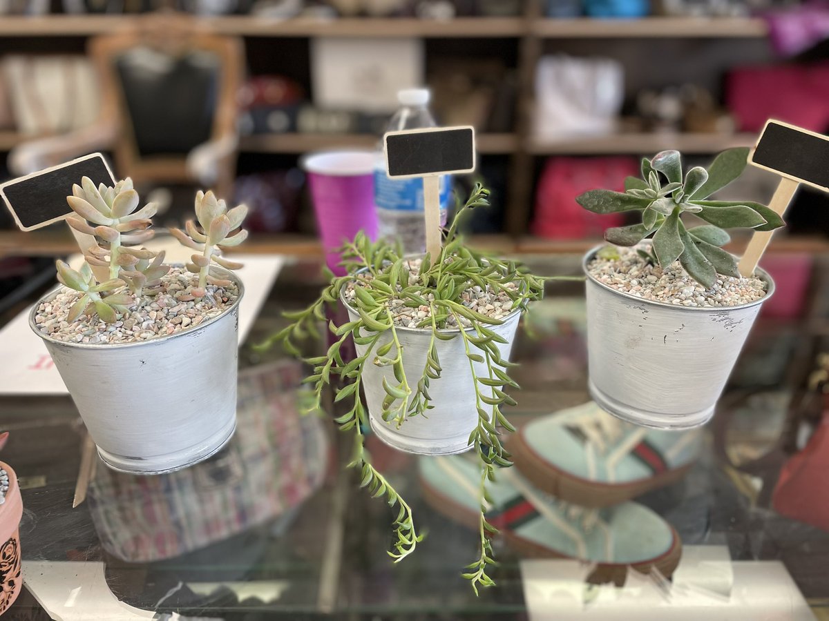 csmithmrss1's tweet photo. New classroom decor created tonight at Wild Roots Bloomcore
goods located in Hailey James’ Exchange. Am I becoming a Plant Lady?
https://t.co/VYCSTz1SVD https://t.co/37ZKuB7IoW