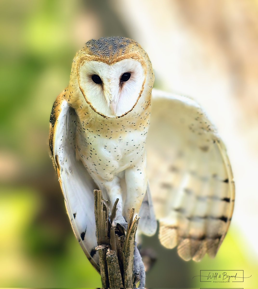 Gettin' ready to make her move ✨
Have an amazing week, everyone!
***
#barnowl #BirdsofTwitter #owl #wildlifephotography #birds #wildandbeyondphotography