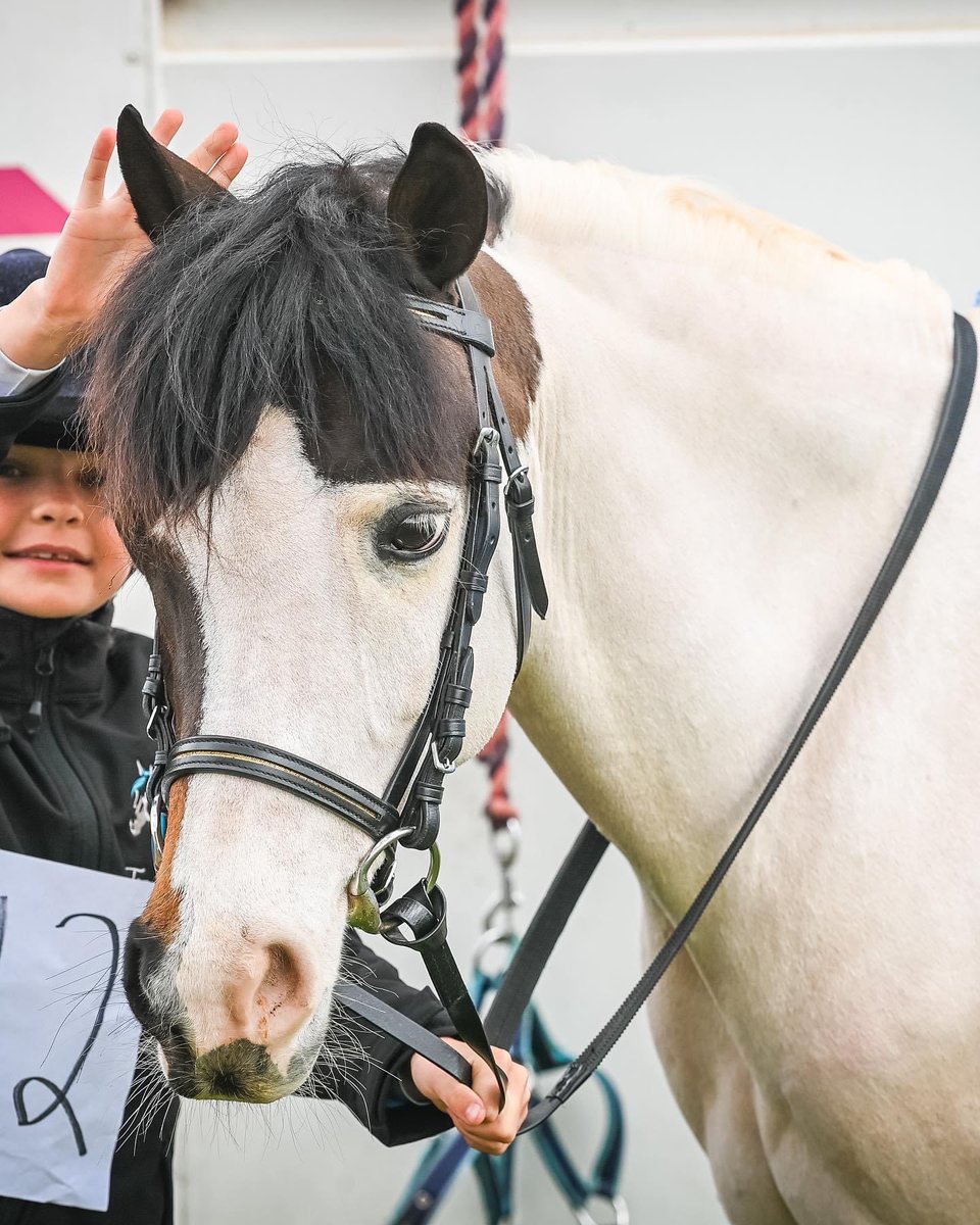 team_she11's tweet photo. Willow and Apache are excited to run down the Eagle Farm straight on Saturday! https://t.co/k2pCvOVWZw