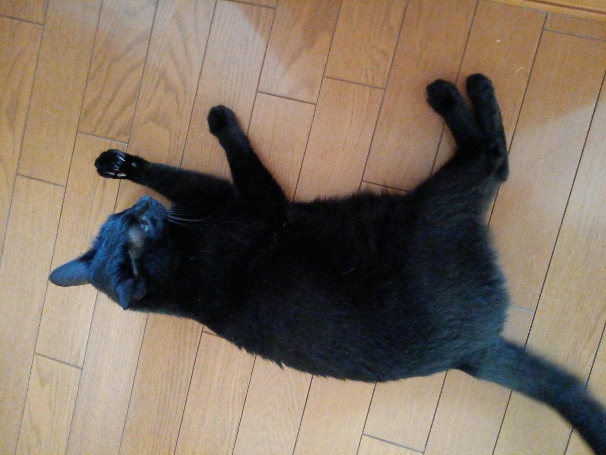marblehit110's tweet photo. うちのねこ🐈‍⬛はく♂のあ♀
今朝の「のあ」♀

YouTubeはじめました♪
応援よろしくお願いします(^o^)
https://t.co/EA7Y3OI3J4 https://t.co/aa1umGvlnC