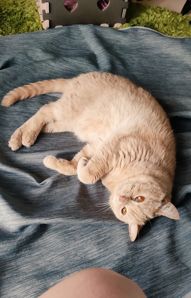 「因みにこちら、隣で下僕がストレッチや二の腕痩せソーランでひーひーしてるときの顔。」|🐱糸島🐺のイラスト