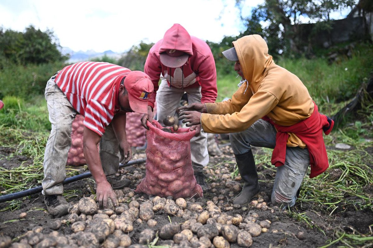 mincomunas_ve's tweet photo. #Entérate 🗣️ | Camión comunal arranca con distribución de más de 16 mil kilos de papa, café y cacao.
Desde Apartaderos, Mucuchíes y Tucaní del estado Mérida, alimentos #HechoEnComuna serán trasladados para el poder popular de Lara. ¡Soberanía Alimentaria!

¡Inédito!

#ComunaONada https://t.co/OXUMNGiVQp