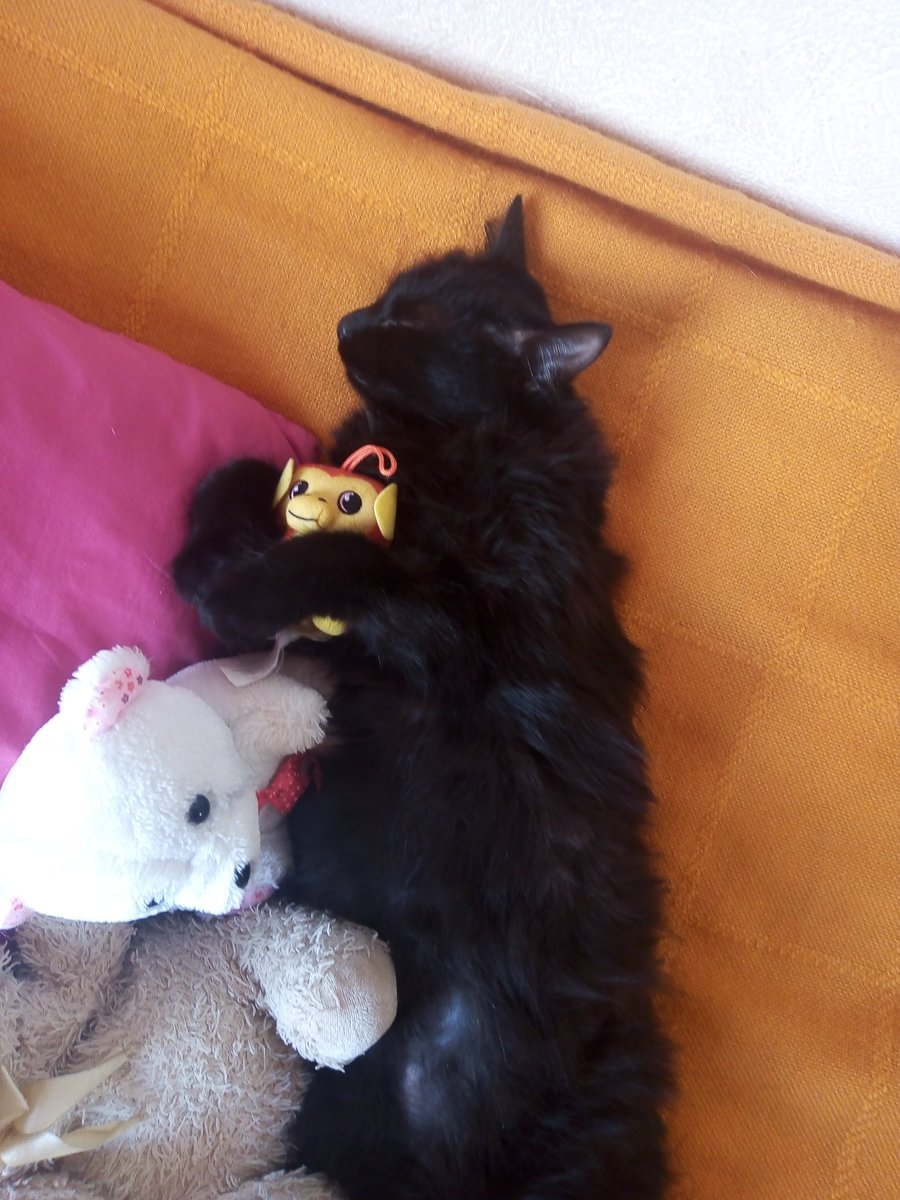 Im_yui_like's tweet photo. @musictrendscol Mimi, paco y pepper <33 https://t.co/JGKMv6fXZ9
