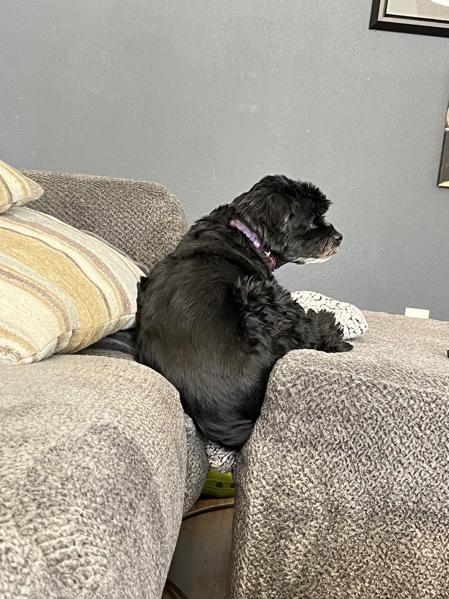 jenjenlv's tweet photo. No, don’t move me, I’m perfectly fine here! https://t.co/atmlxfdmOe