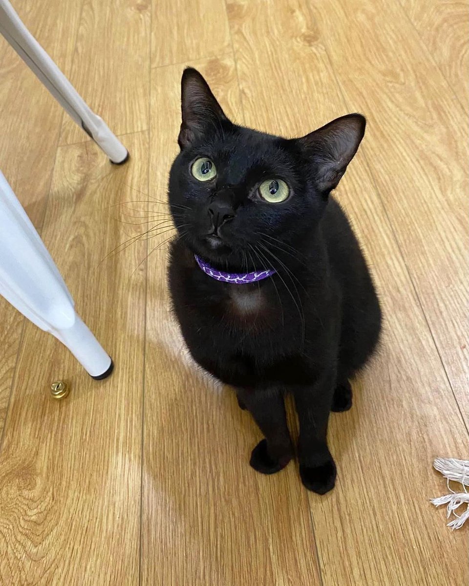yy88_HH's tweet photo. cat with confusing auras https://t.co/sH9jaS8Z5X