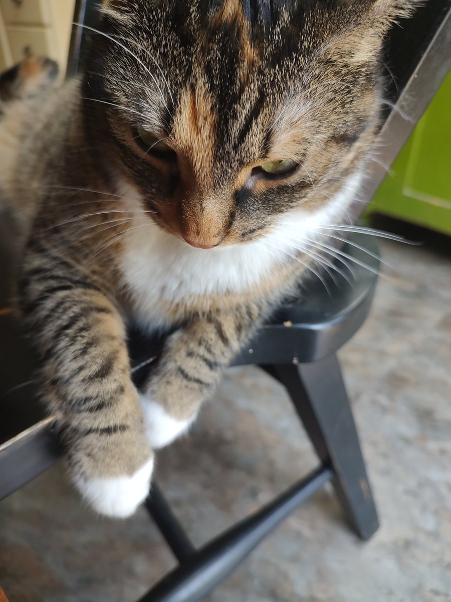 peanutbudderj's tweet photo. Happy #InternationalCatDay from me and my aunts Louise and Scooter! 😍😘✌️😜❤️💅🏻🥳💖 #CatsOfTwitter #cute https://t.co/a0Y9K53Qrl