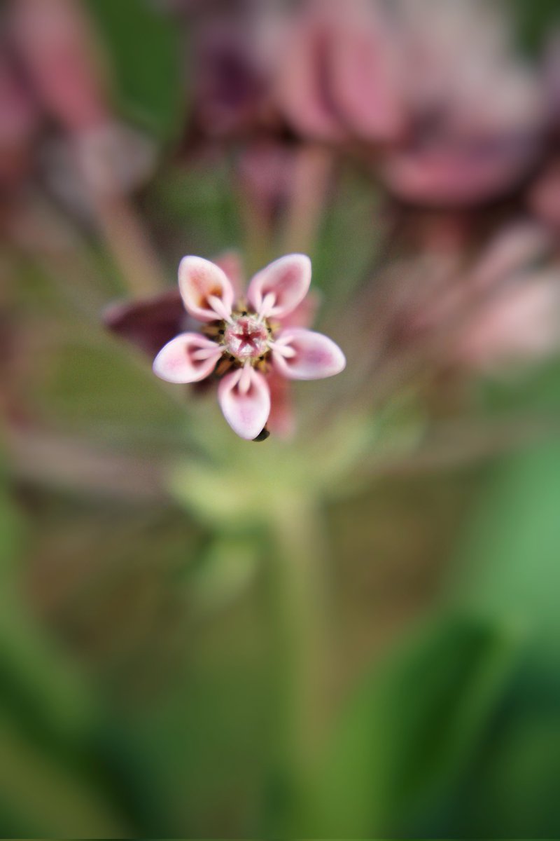 219/365*
Day 7 of 30 Days of Composition: Symmetry

Was absolutely exhausted yesterday, so sadly, this is from a different day, but the star in the middle of the milkweed is so cool. 

#30daysofcomposition #aywmc #daylate #milkweed #symmetry #project365