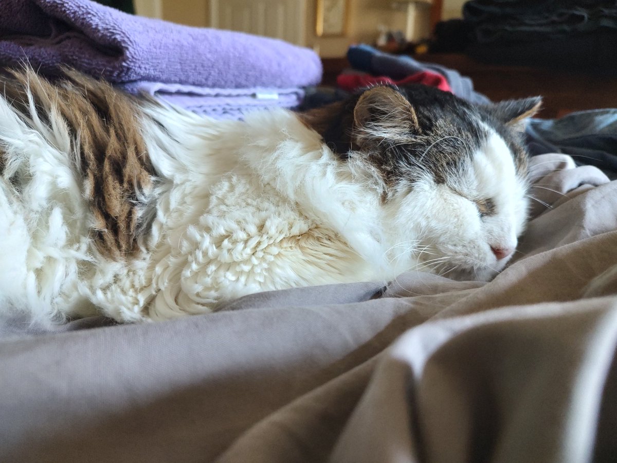 peanutbudderj's tweet photo. Happy #InternationalCatDay from me and my aunts Louise and Scooter! 😍😘✌️😜❤️💅🏻🥳💖 #CatsOfTwitter #cute https://t.co/a0Y9K53Qrl