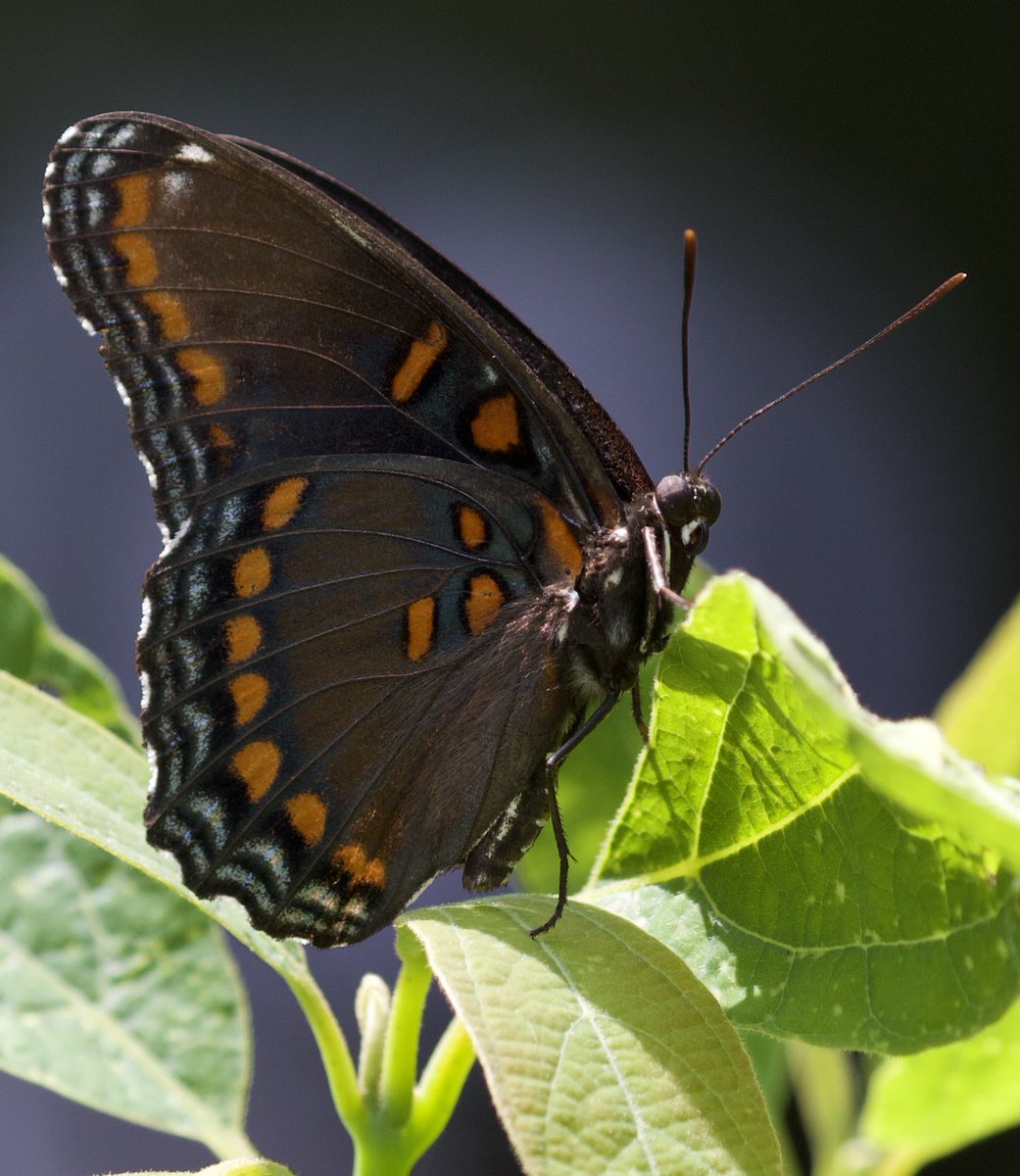 kyle_odonnell_'s tweet photo. Red spotted purple butterfly https://t.co/vkYNfl0yZK