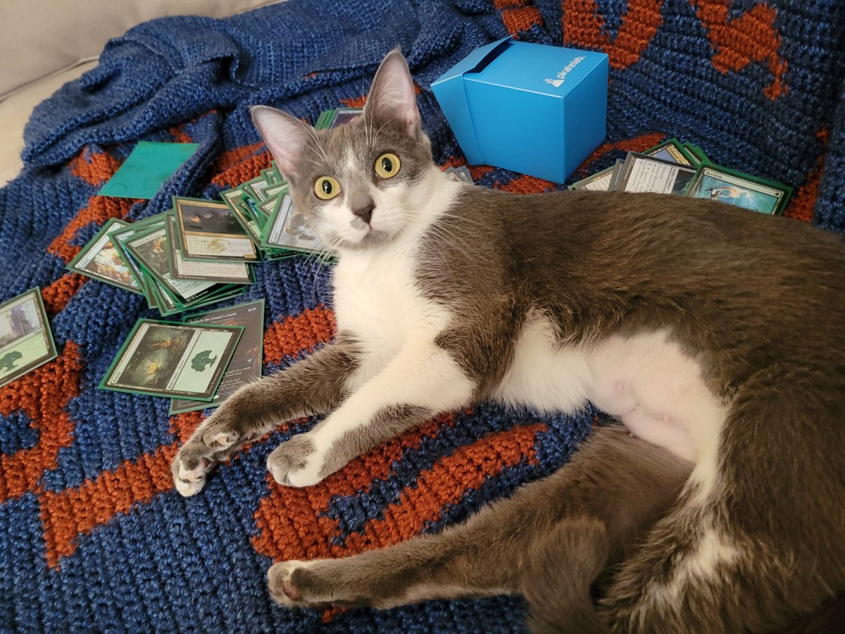 fairladymoon2's tweet photo. if anyone is at the cedar park fire please look for two cats, my sister wasn’t able to grab them and is worried sick. they answer to ellie and moose. please lmk if you see them! they where in an apartment near the fire. https://t.co/R4kCj88E60