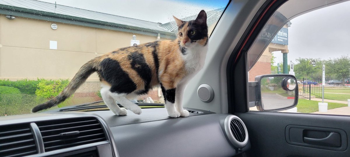 fairladymoon2's tweet photo. if anyone is at the cedar park fire please look for two cats, my sister wasn’t able to grab them and is worried sick. they answer to ellie and moose. please lmk if you see them! they where in an apartment near the fire. https://t.co/R4kCj88E60