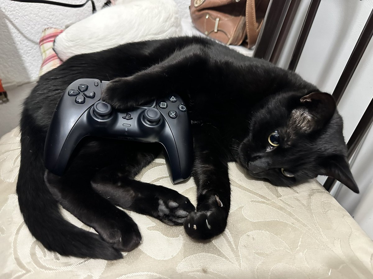 GodinezGamerGG's tweet photo. Nunca dejes de jugar…aunque el gato no te deje 😉 https://t.co/BGa4yJevAk