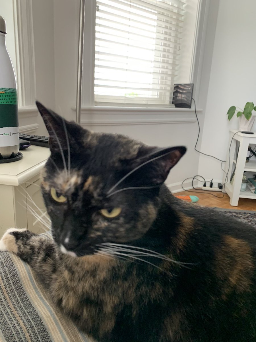 jcschleman's tweet photo. Lilith says don’t bother me even if it’s #InternationalCatDay https://t.co/9ZpOedfTiE
