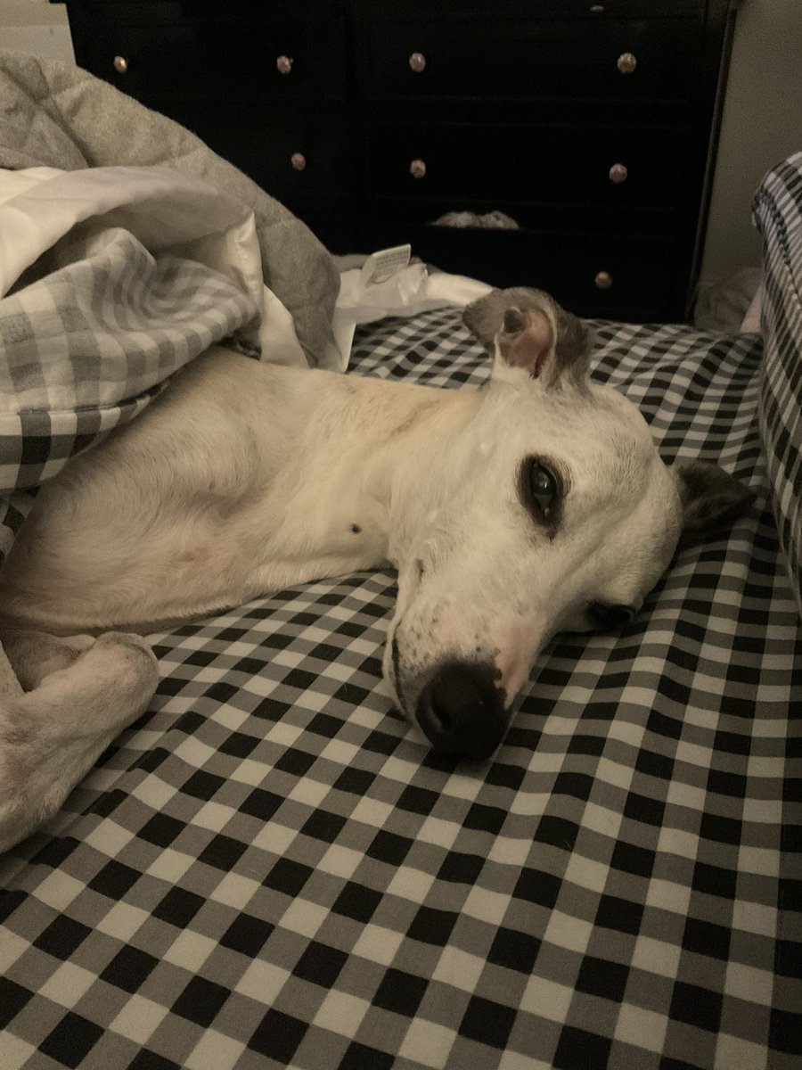 coronajaco's tweet photo. @contextdogs Devo.  Whippet good… https://t.co/pkROJUYXC9