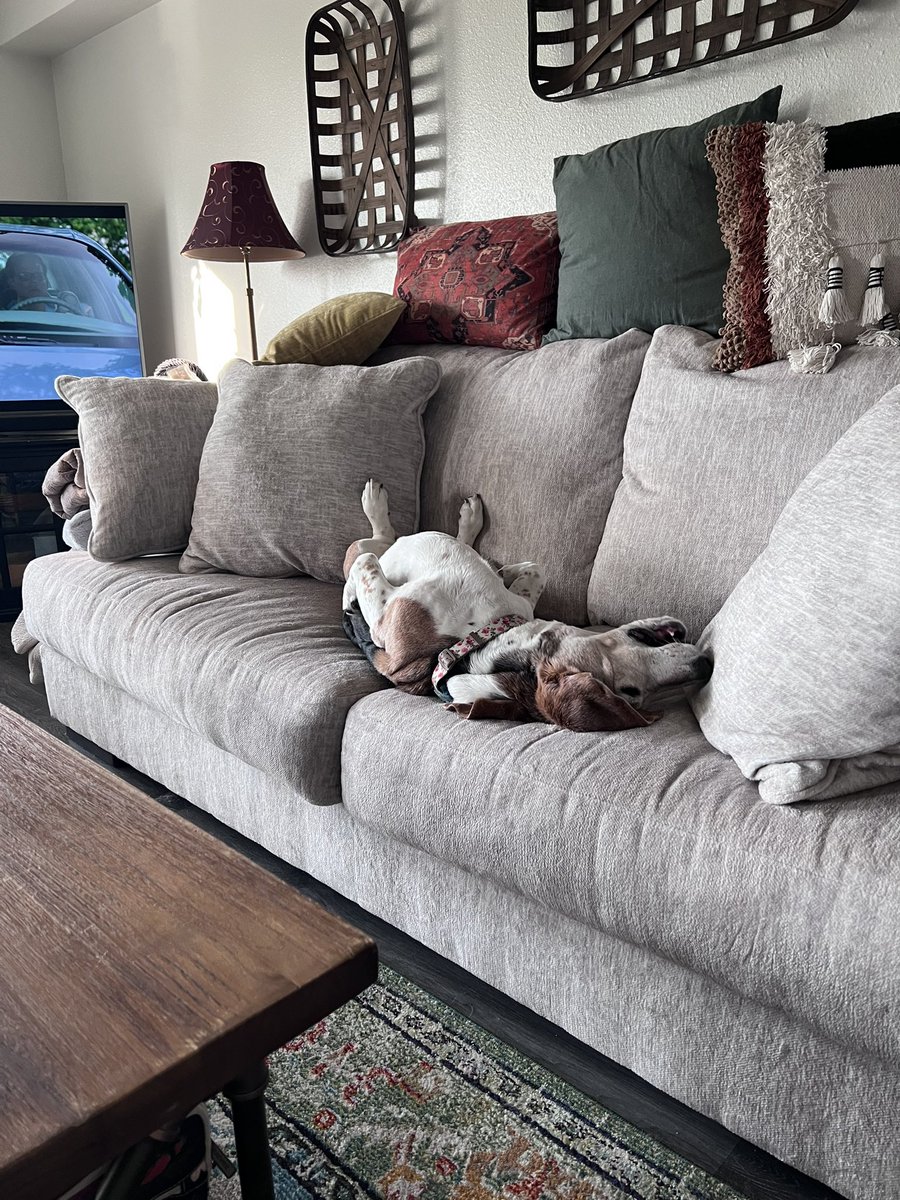 Macy The One Eyed Basset tweet media