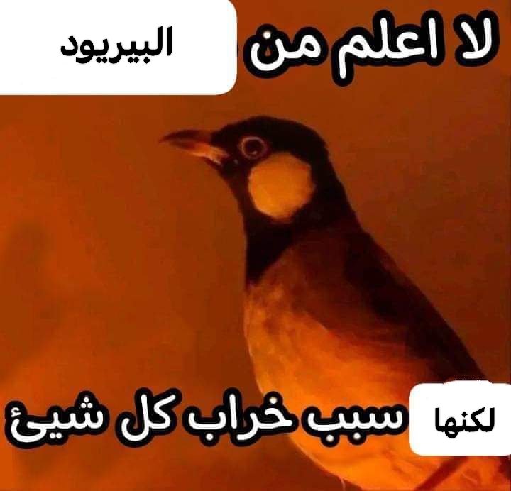 بجد