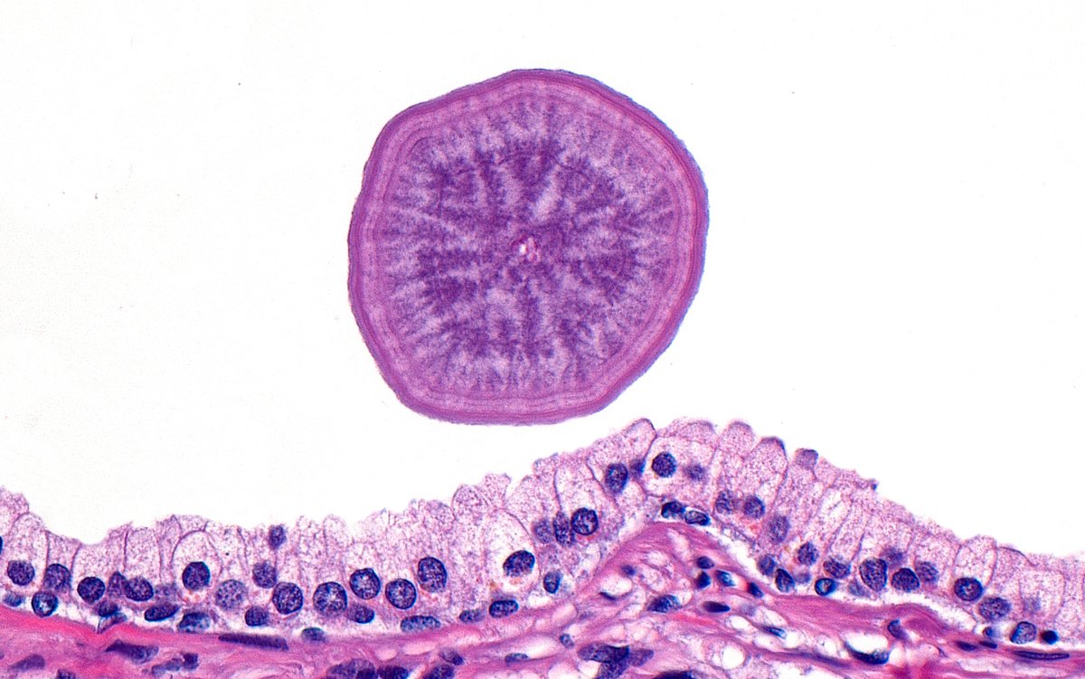 Ziad El-Zaatari tweet media