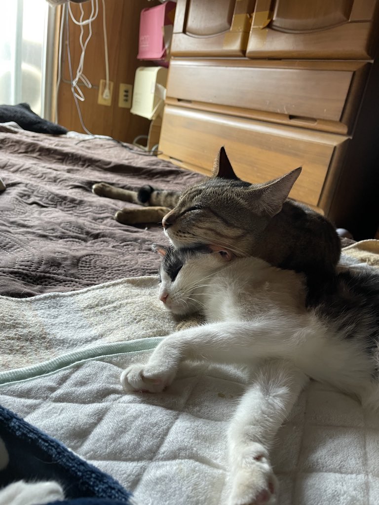 kat_ladybug_chi's tweet photo. #保護猫 https://t.co/SV3f4ipIad