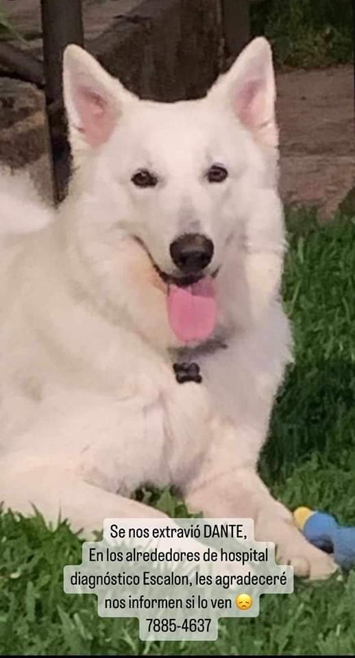 Beryz10's tweet photo. RT🙏
Ayúdanos a encontrar a Dante, se perdió por los alrededores del Hospital Diagnóstico Escalón

Si tienes información por favor contacta al 78854637 https://t.co/pi1oyPR2iR