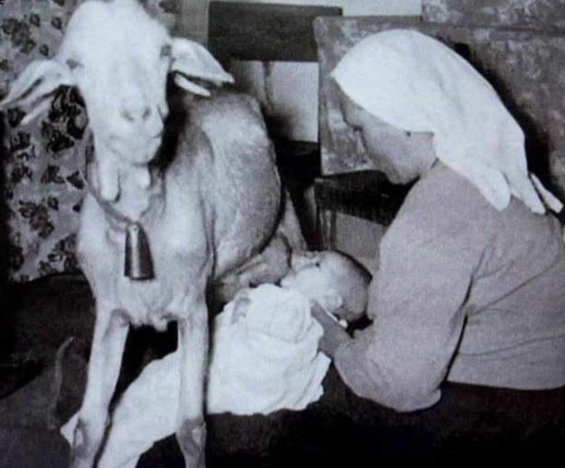 historyinmemes's tweet image. This photo was taken in 1958, in a small town in the Canary Islands. The original caption read: "Goat suckling a child in 1958, El Mojon, Teguise, Lanzarote."

Throughout history, goats have been used as wet nurses when the mother could not produce milk or hiring a human wet…