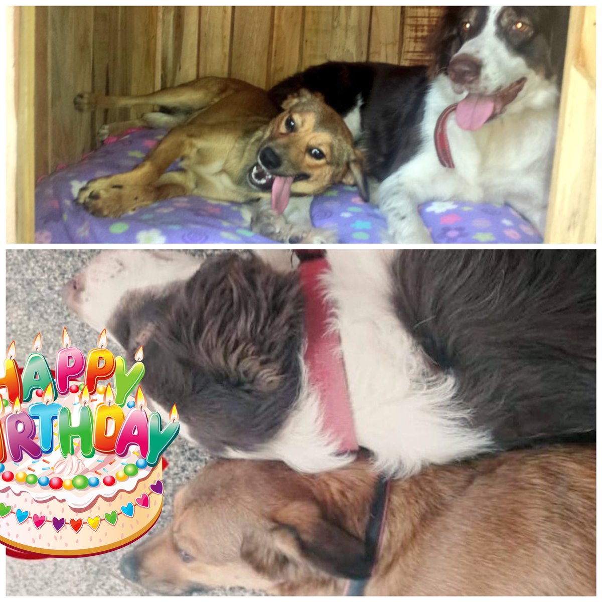 chusquitospet's tweet photo. Cerramos este día deseándole muy feliz cumpleaños a la mami de nuestro staff 🐾 feliz cumple Luna 💕 🥰 https://t.co/LKx7QeBmy5
