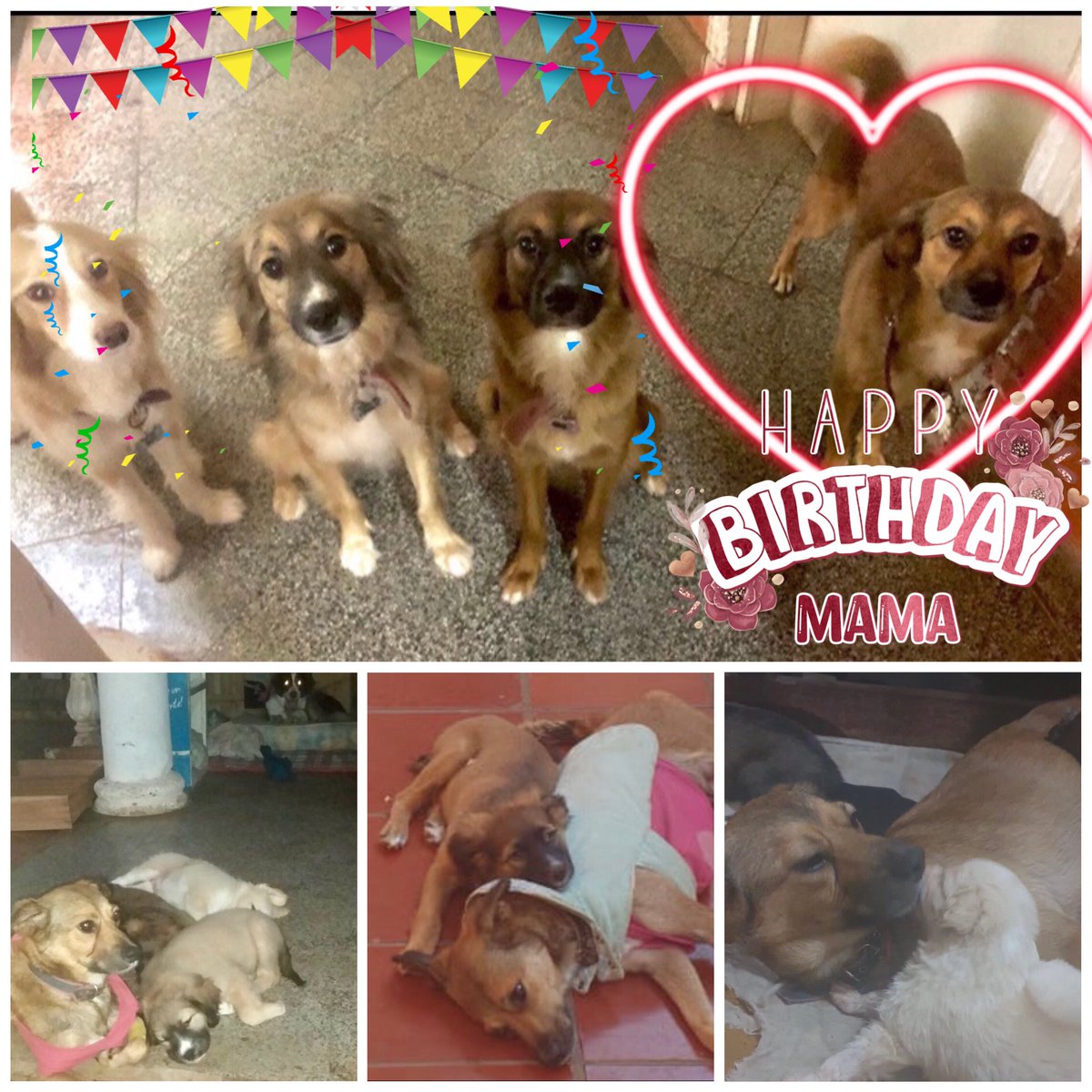 chusquitospet's tweet photo. Cerramos este día deseándole muy feliz cumpleaños a la mami de nuestro staff 🐾 feliz cumple Luna 💕 🥰 https://t.co/LKx7QeBmy5