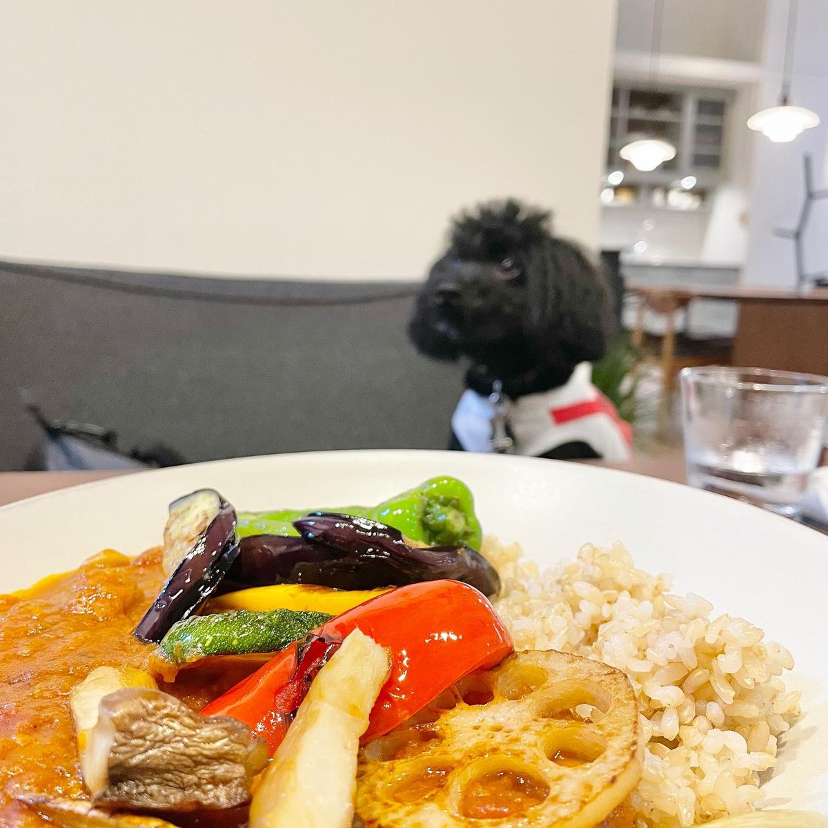 kichiemon_black's tweet photo. 京都下鴨の自然食カフェFILEさんへ
インテリア関連の会社がやっているからオシャレです😎
暑い夏は室内に入れてもらえるのはありがたい🙏
#トイプードル　#犬好きさんと繋がりたい https://t.co/294xmn8nXK