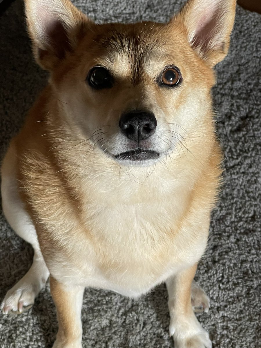 本日と明日はお休みとなっております。
金曜日より通常営業です。
どうぞよろしくお願いいたします。