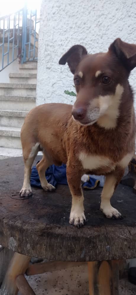 joserckeller's tweet photo. #ServicioPúblico Este perrito, de nombre Chester, está extraviado cerca del CC. El Recreo, en Caracas.  Sus dueños lo están buscando. Si lo has visto o saben de él, déjame un mensaje. También ayuda la difusión de este post. ♥️🐕‍🦺 https://t.co/qoVirWS5Mf