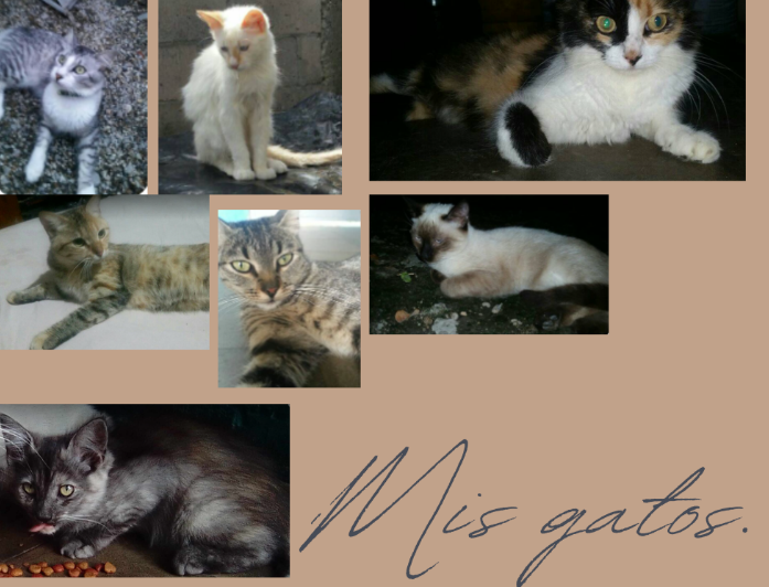 eduardoplay7778's tweet photo. @noticias4vision Ellos son Cheto, vikingo, perla, suricata, micha, noni y pelusa, desde soyapango Familia castellanos https://t.co/iNg2sA2sW3