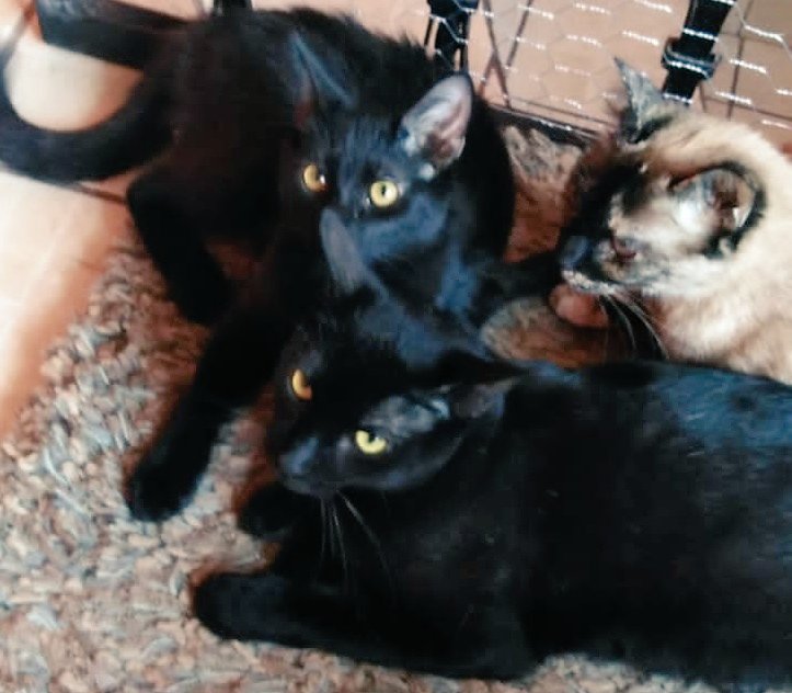 ElBookDelGato's tweet photo. Jordan 🥰
Cooper 😍
Coco,,,🌼
#DiaInternacionalDelGato 
#CatsOnTwitter 
#Cats https://t.co/id8F3BLUOx